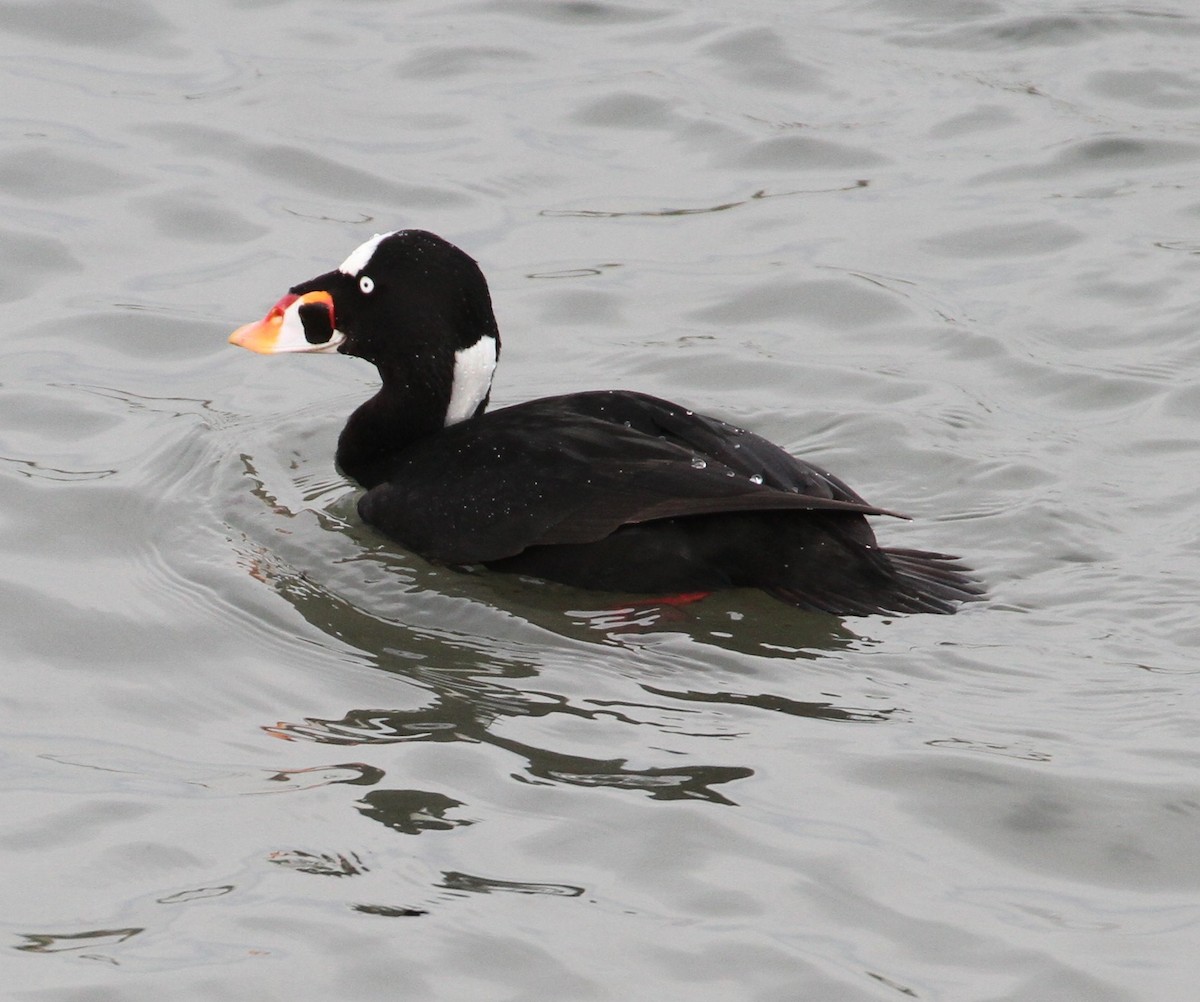 Surf Scoter - Don Coons