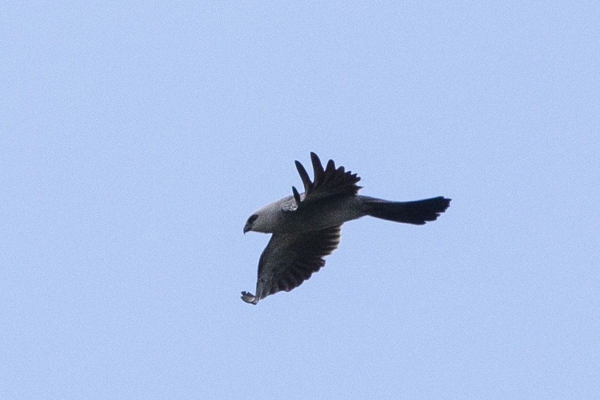 Mississippi Kite - ML105556801