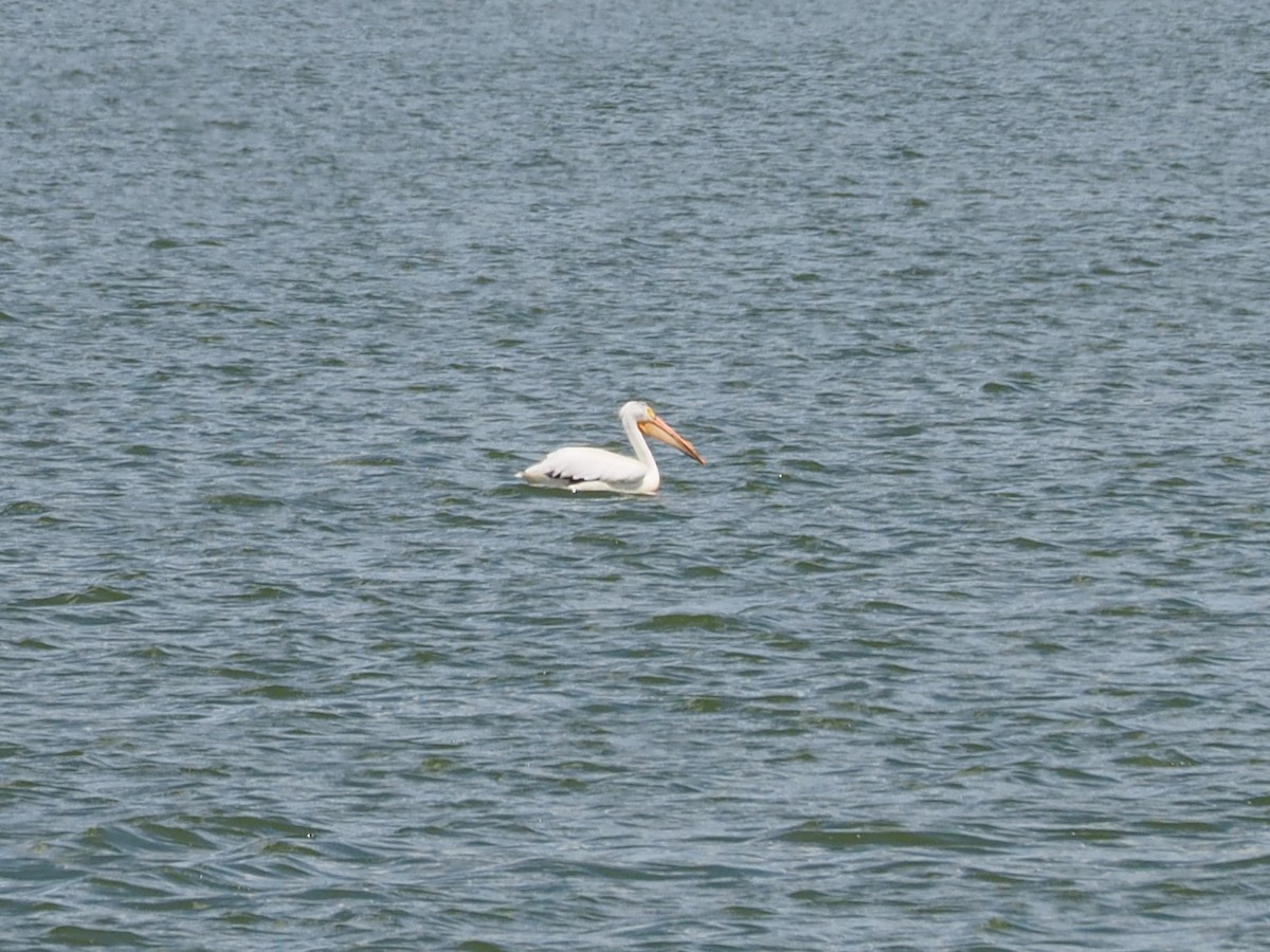pelikán severoamerický - ML105557281