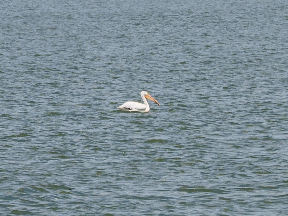 American White Pelican - ML105557281