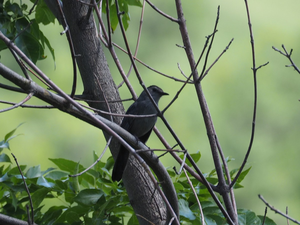 Кошачий пересмешник - ML105557411