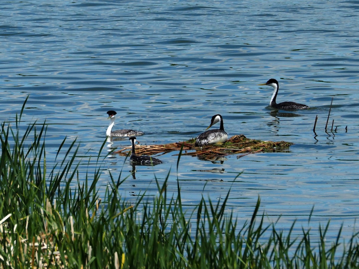 Western Grebe - ML105557801