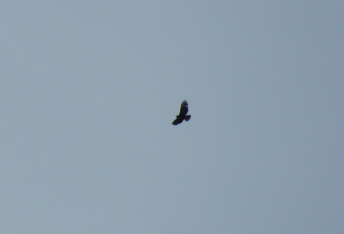 Short-tailed Hawk - ML105559101