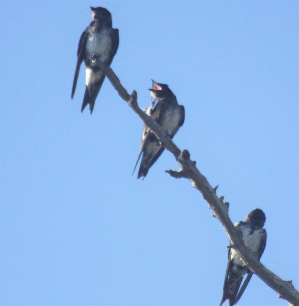 Purple Martin - ML105559491