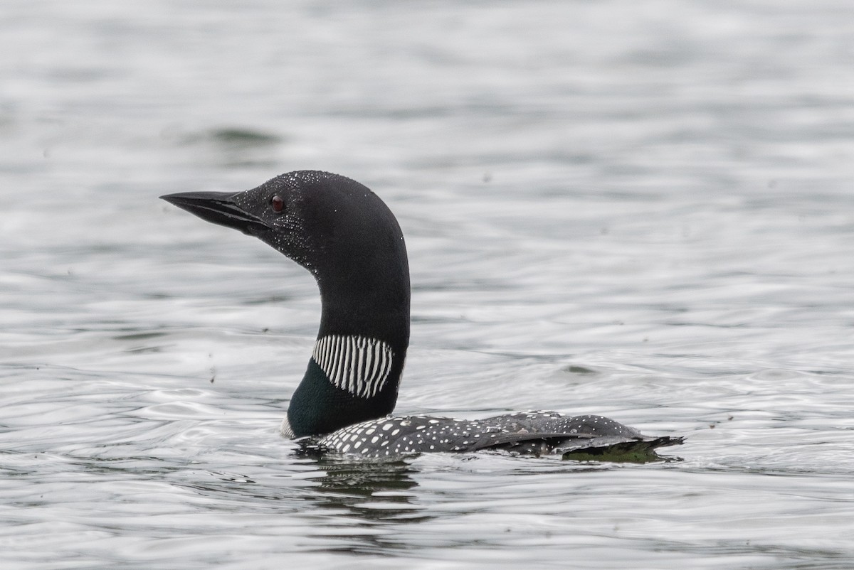 Common Loon - Kathy Gagnon Bedard