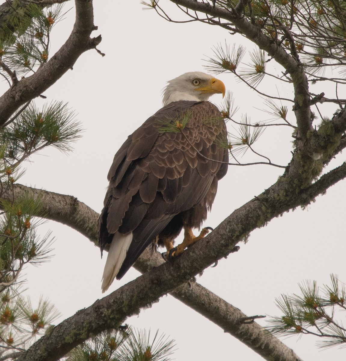 Bald Eagle - Kathy Gagnon Bedard