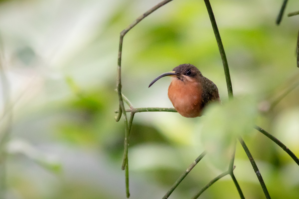 Rufous-breasted Hermit - ML105562071