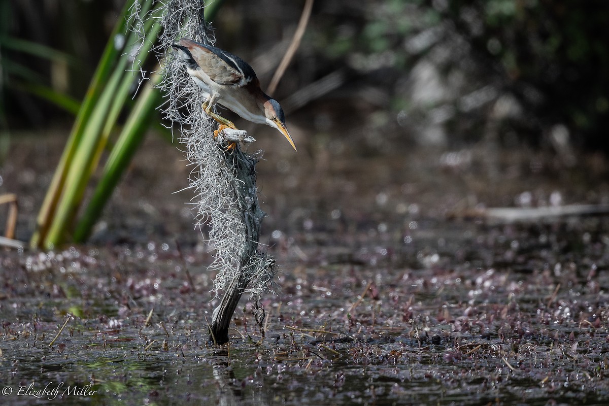 Least Bittern - ML105562851