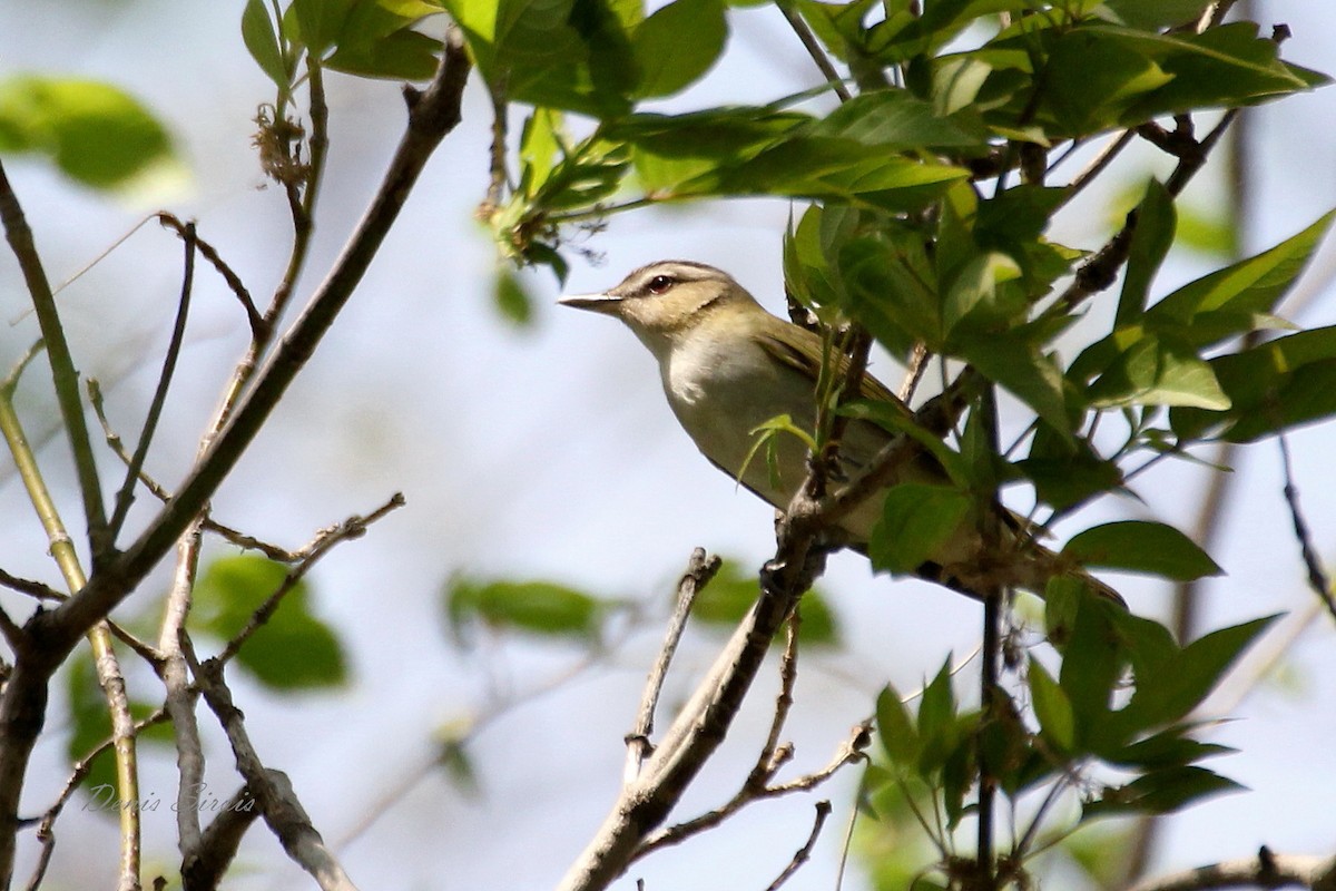 Red-eyed Vireo - ML105563061