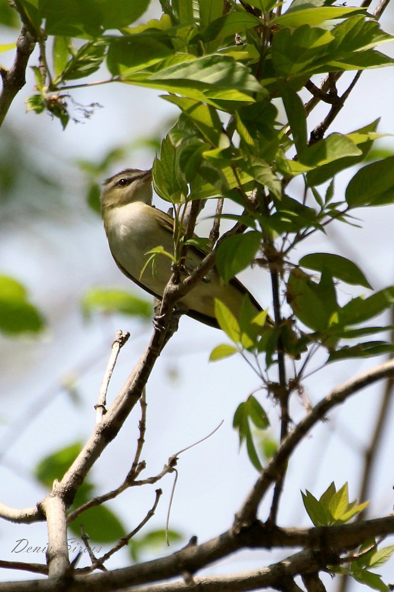 Red-eyed Vireo - Denis Sirois