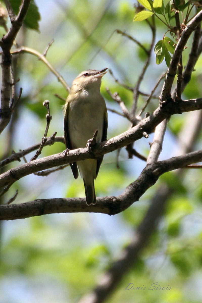 Red-eyed Vireo - Denis Sirois