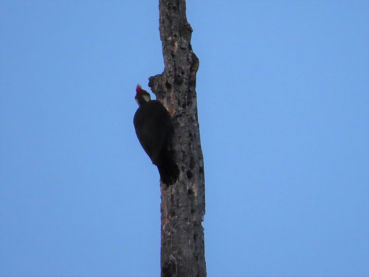 Pileated Woodpecker - Rick Saxton