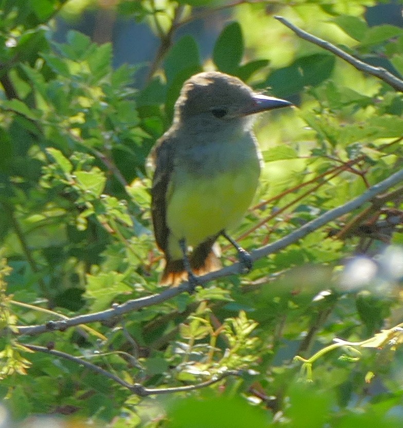 Great Crested Flycatcher - ML105563421