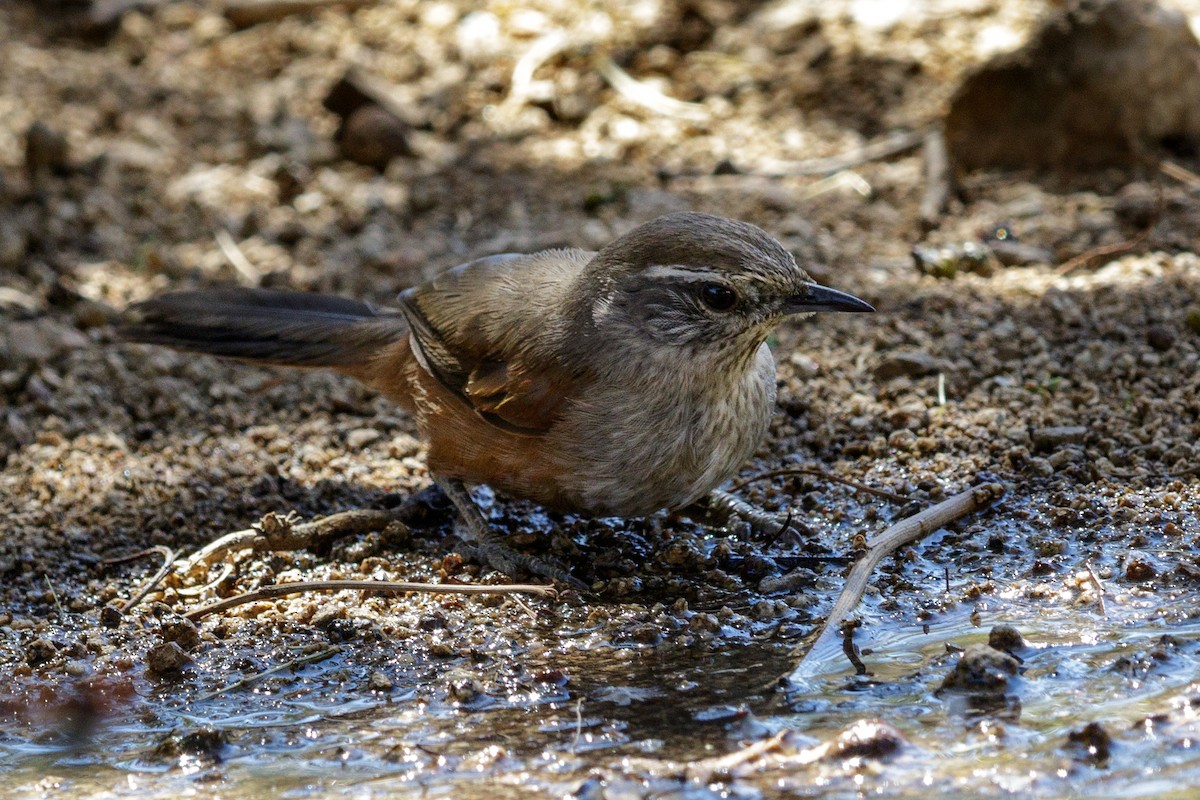 Dusky-tailed Canastero - ML105564491