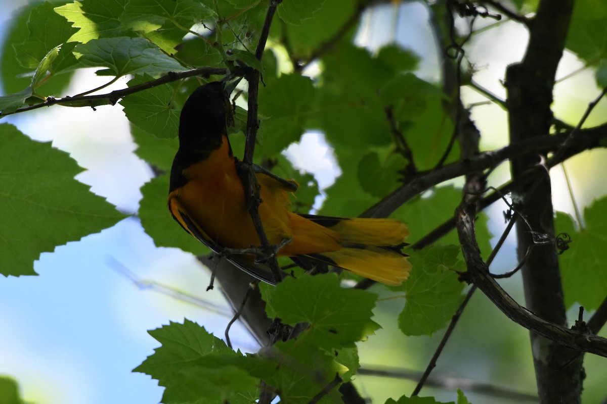 Baltimore Oriole - ML105564511