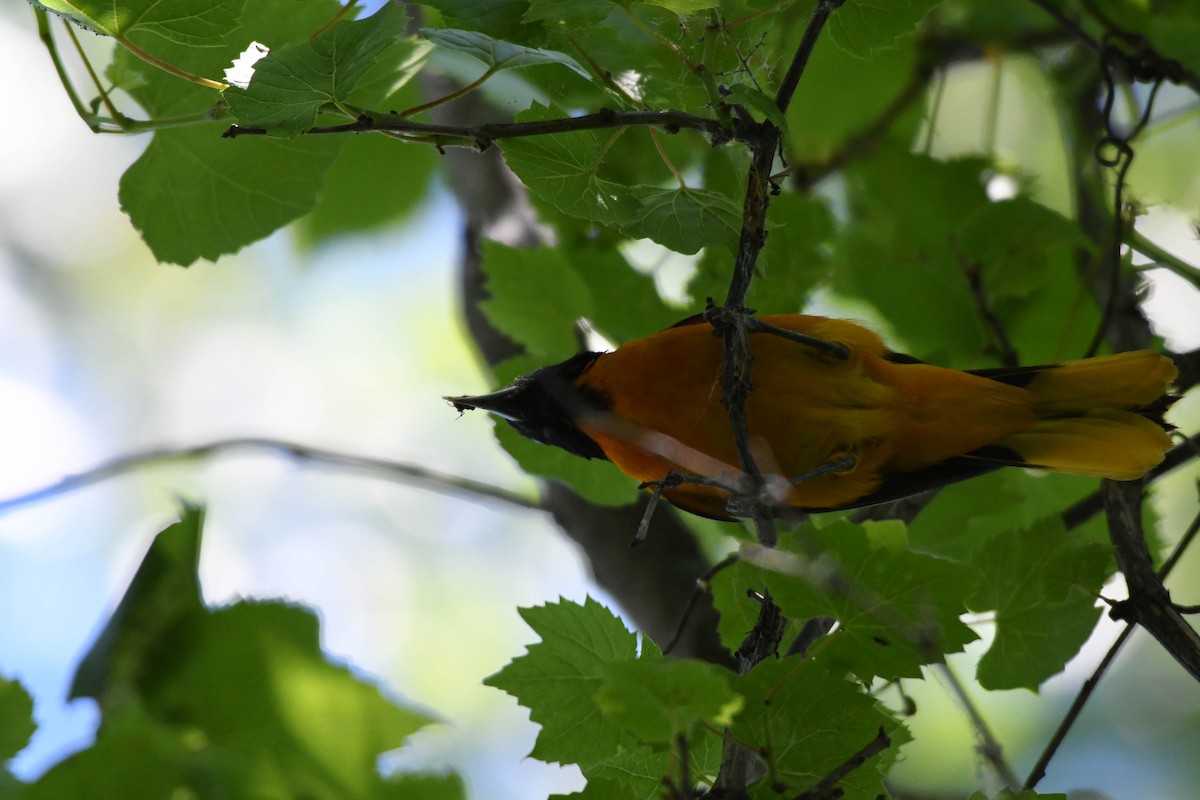 Baltimore Oriole - ML105564521