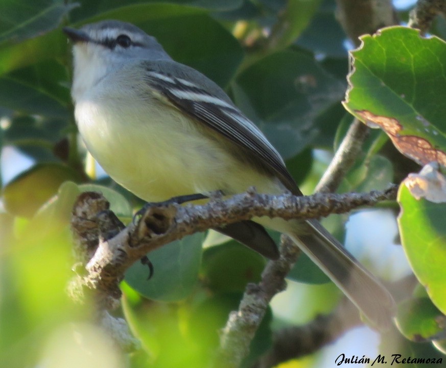 White-crested Tyrannulet (Sulphur-bellied) - ML105566481