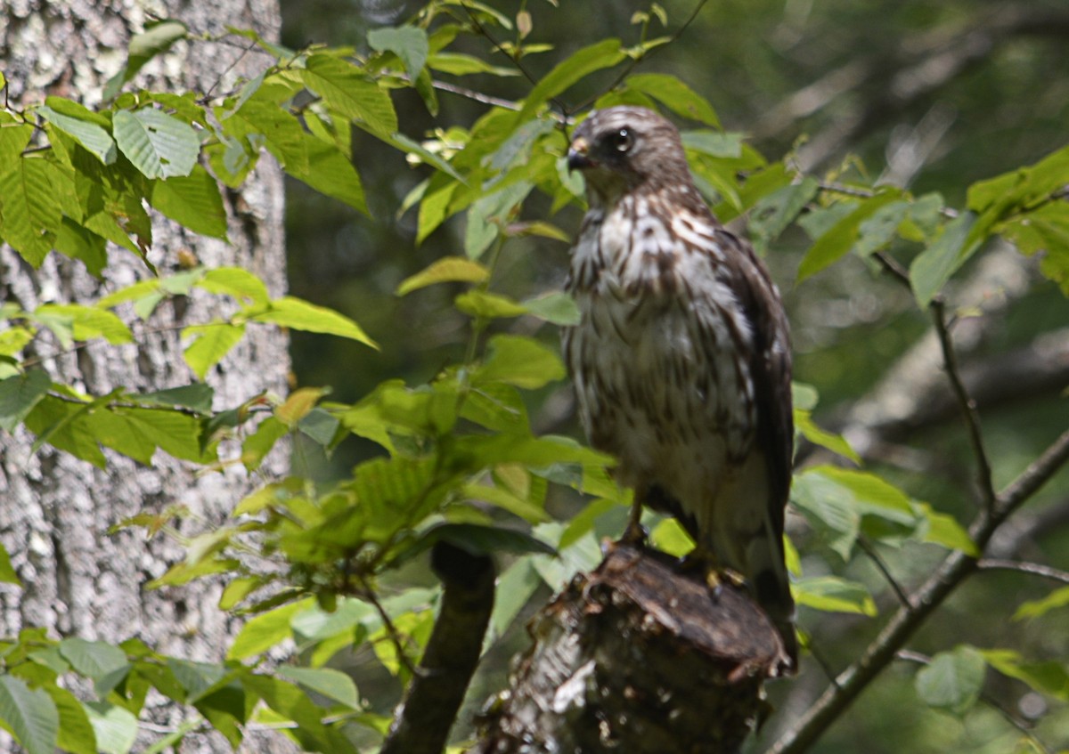 Broad-winged Hawk (Northern) - ML105567471