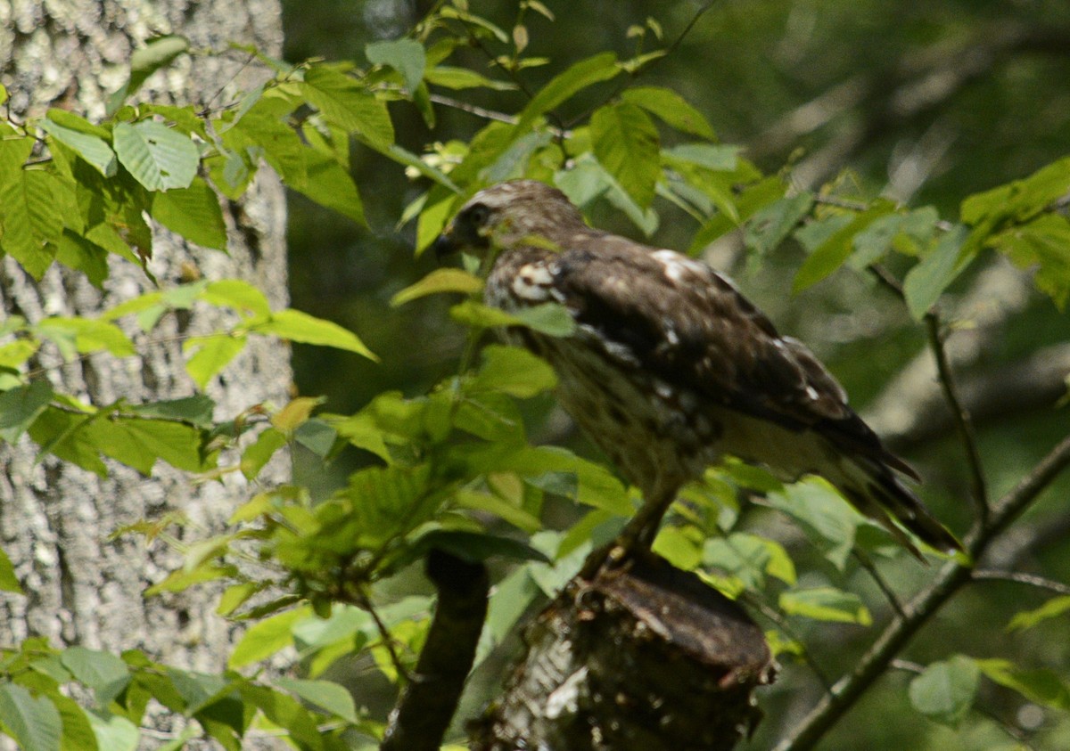 Broad-winged Hawk (Northern) - ML105567481