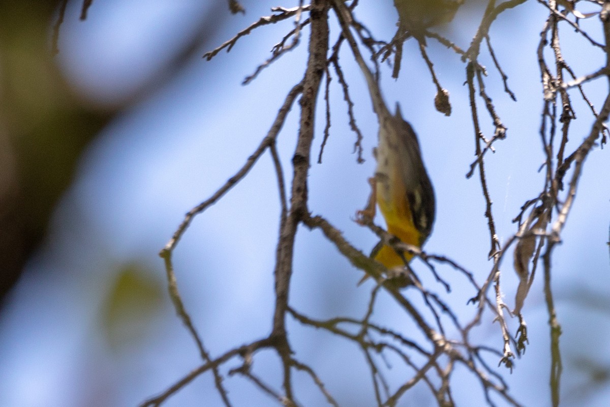 Tropical Parula - ML105567921