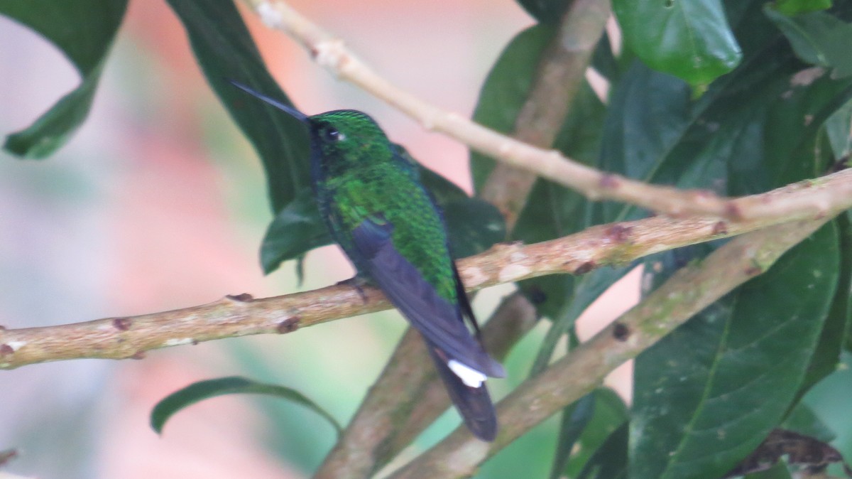 Rufous-vented Whitetip - ML105567931