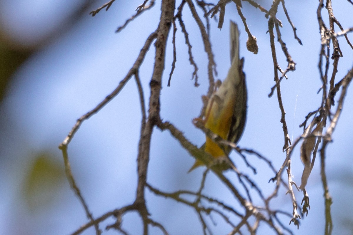 Tropical Parula - ML105567971