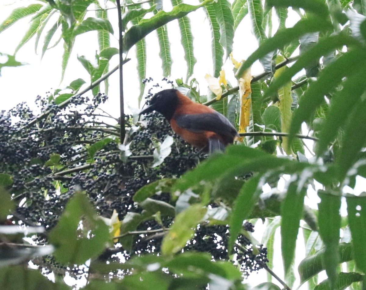 Hooded Pitohui - ML105567991