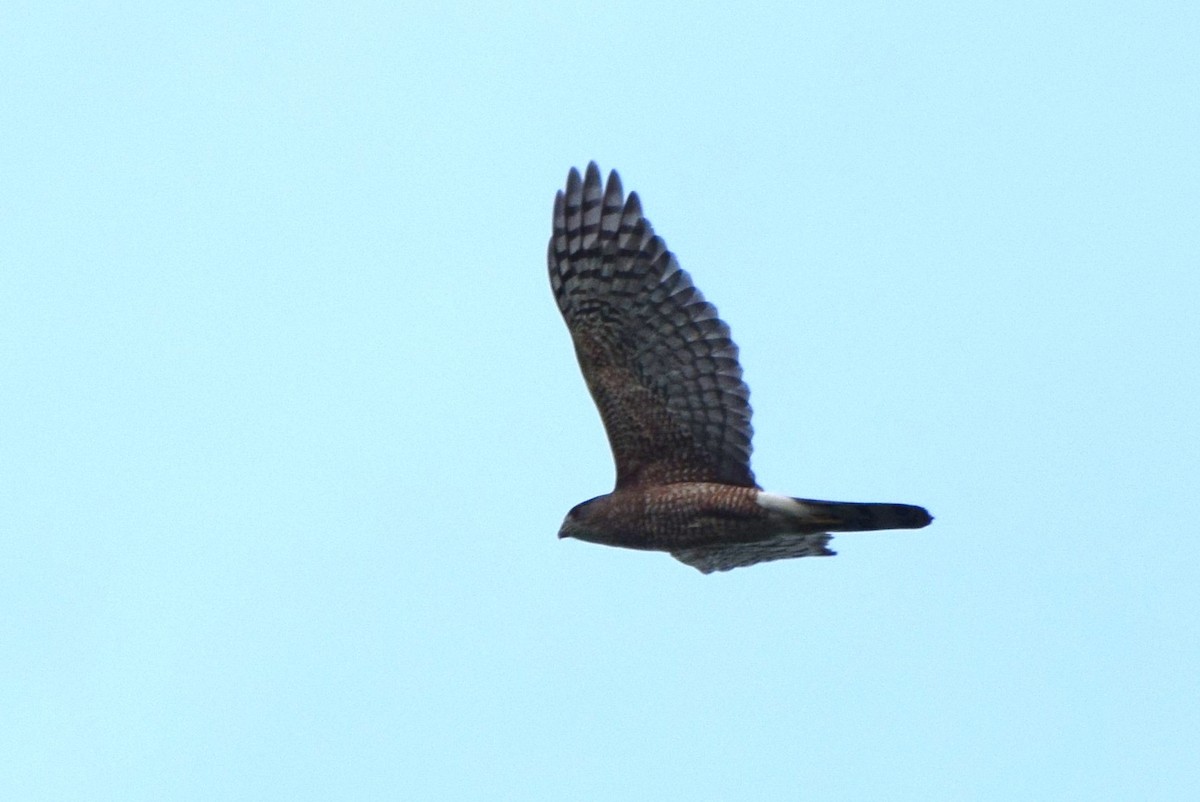 Cooper's Hawk - irina shulgina