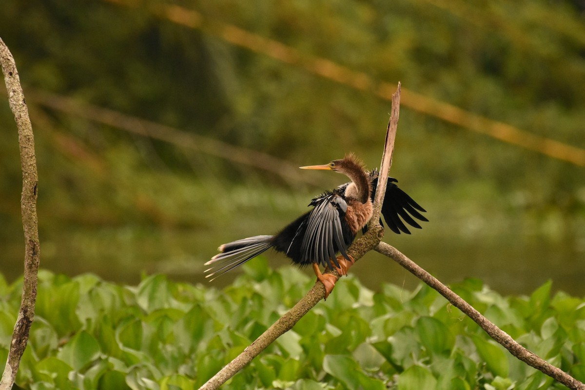 Anhinga - ML105572581