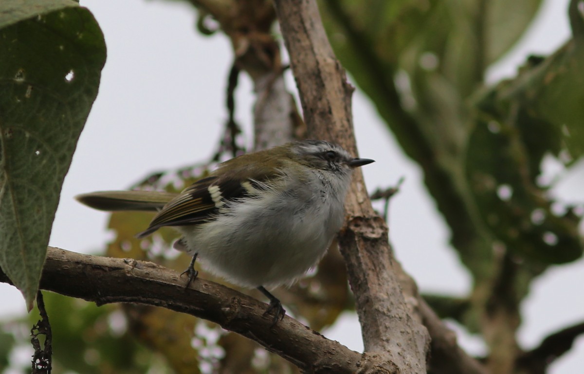 Tyranneau à sourcils blancs - ML105574141