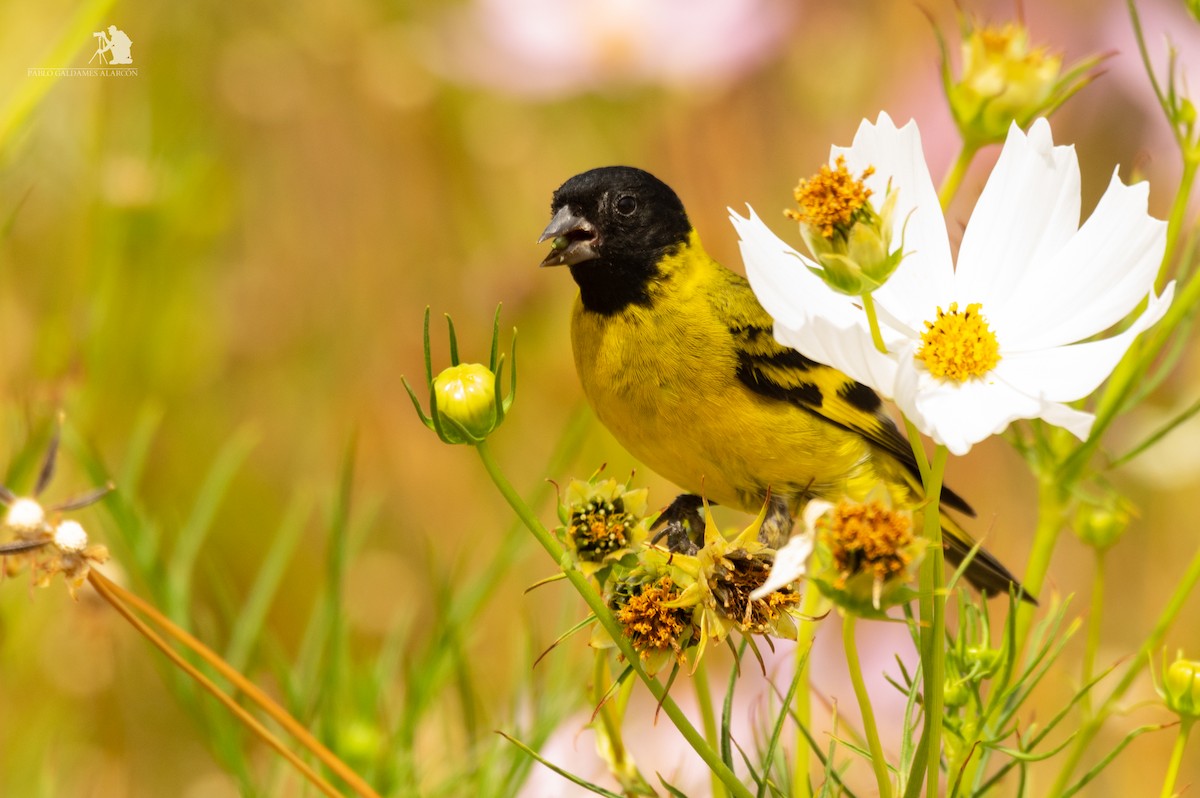 Hooded Siskin - ML105574481