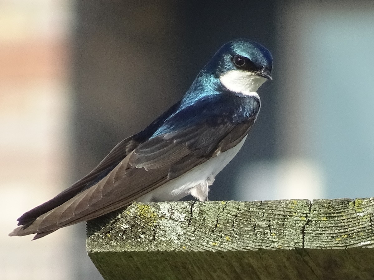 Tree Swallow - Janis Cooper