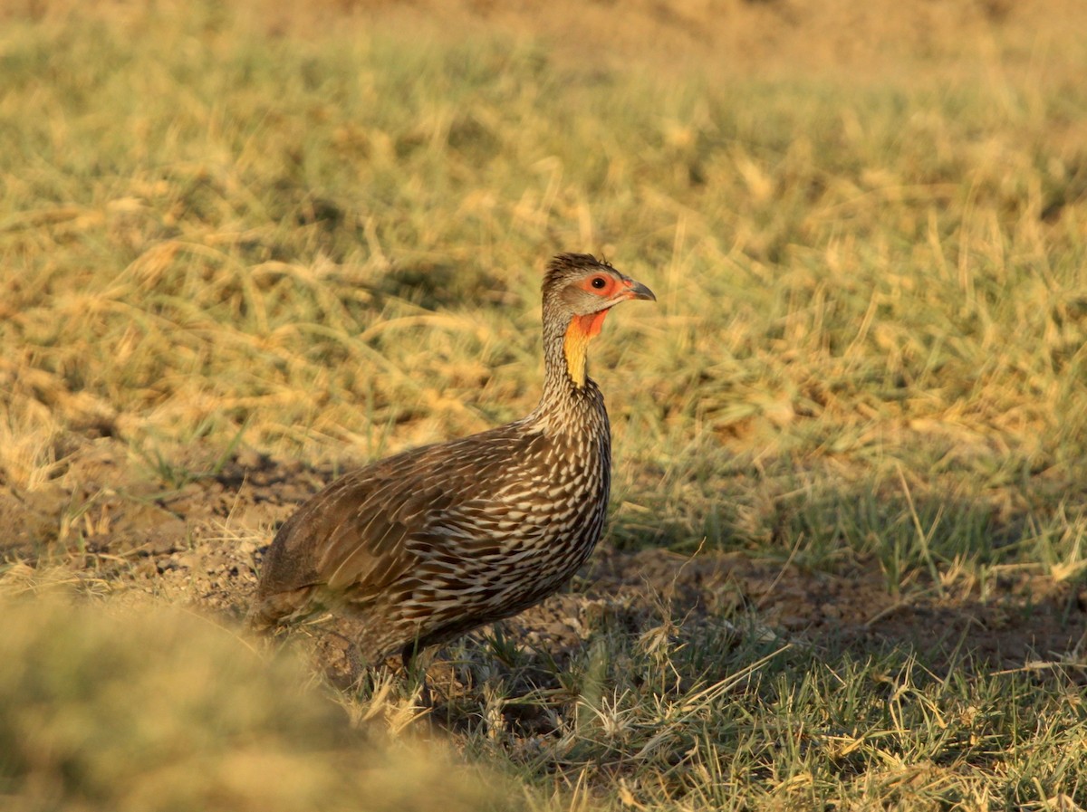 Francolin à cou jaune - ML105575941