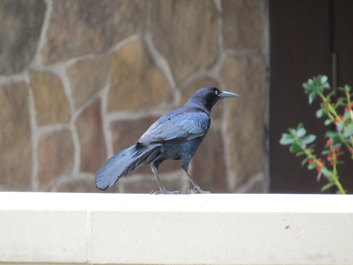 storhaletrupial (mexicanus gr.) - ML105576841