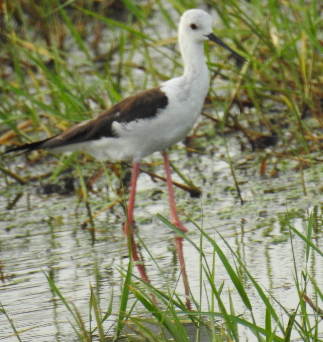 Black-winged Stilt - Michel Asselin