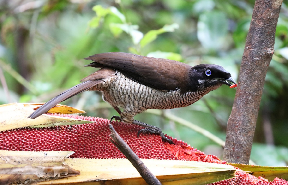 Western Parotia - ML105580591