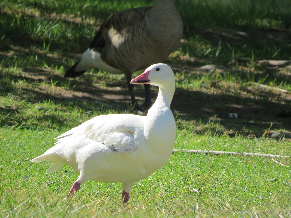 Snow Goose - ML105581021