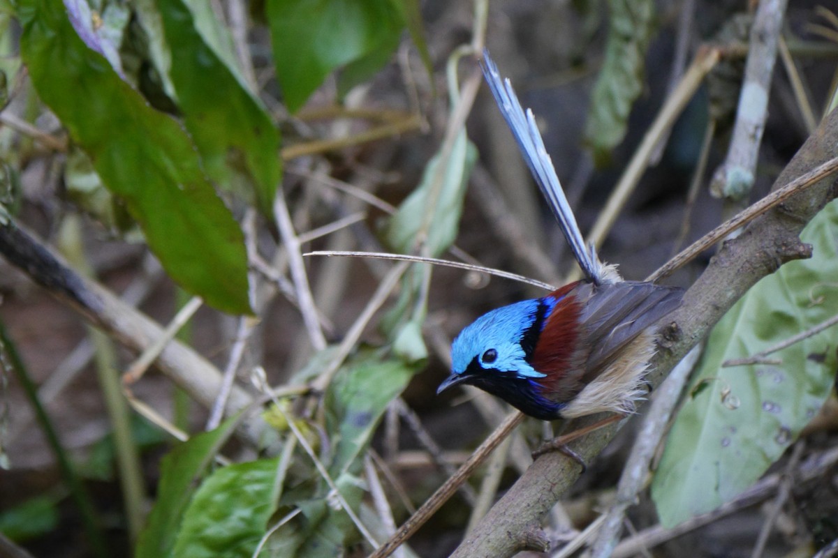 Variegated Fairywren - ML105582761