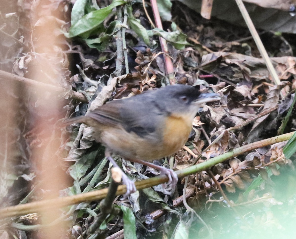 Rusty Mouse-Warbler - ML105583351