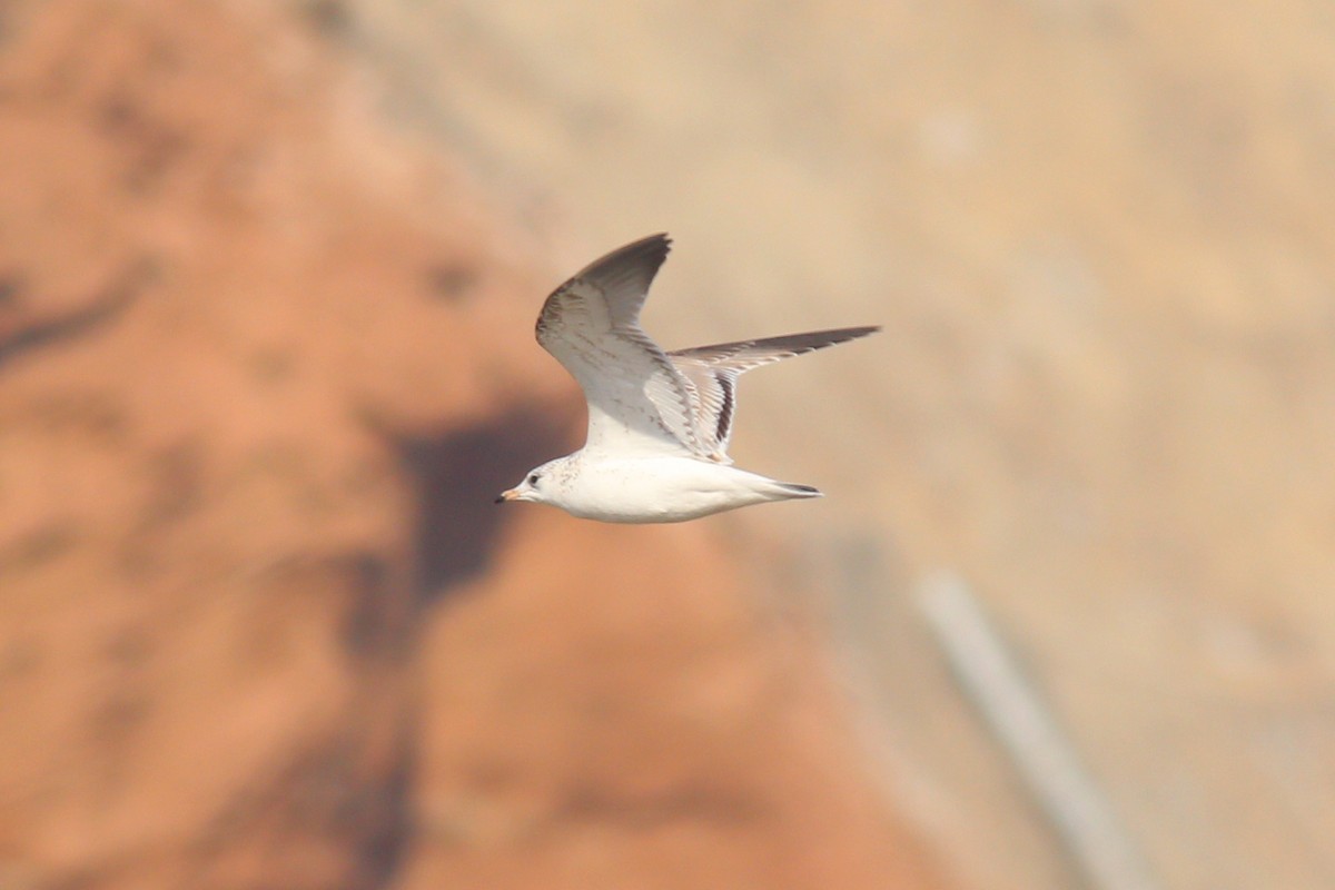 Common Gull - ML105584291