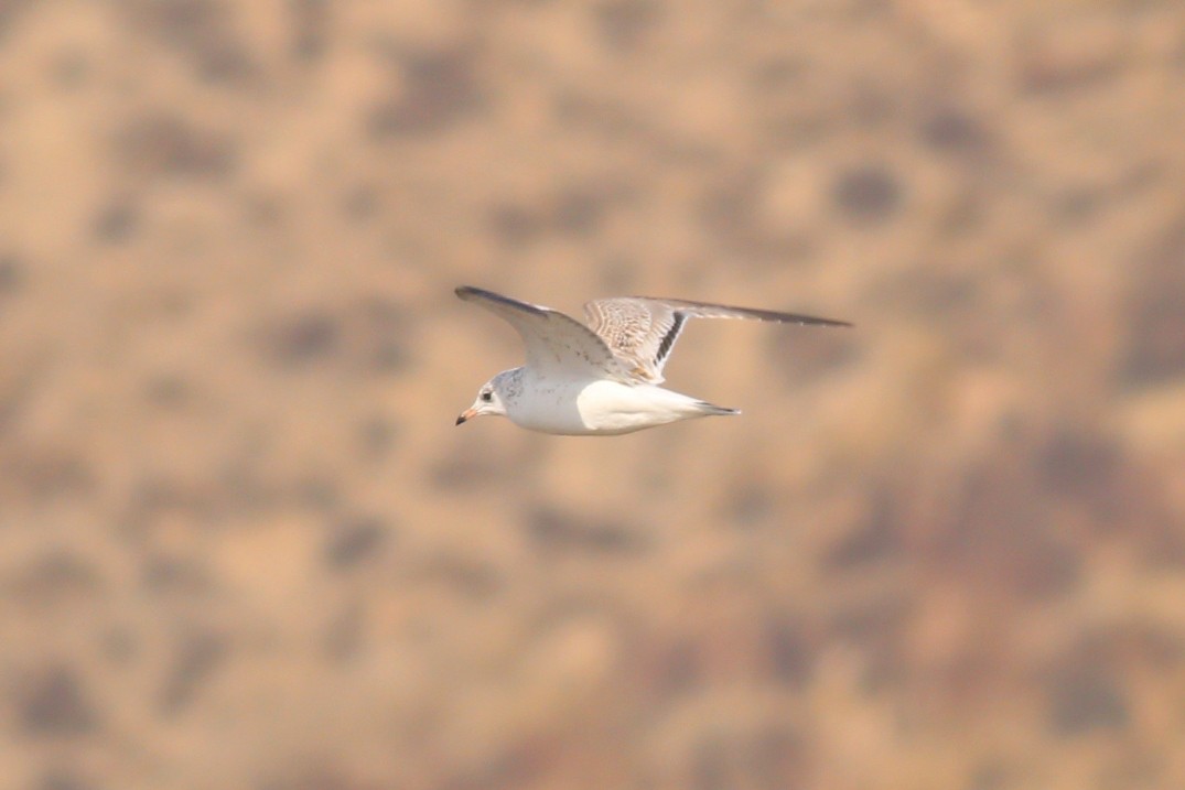 Common Gull - ML105584301