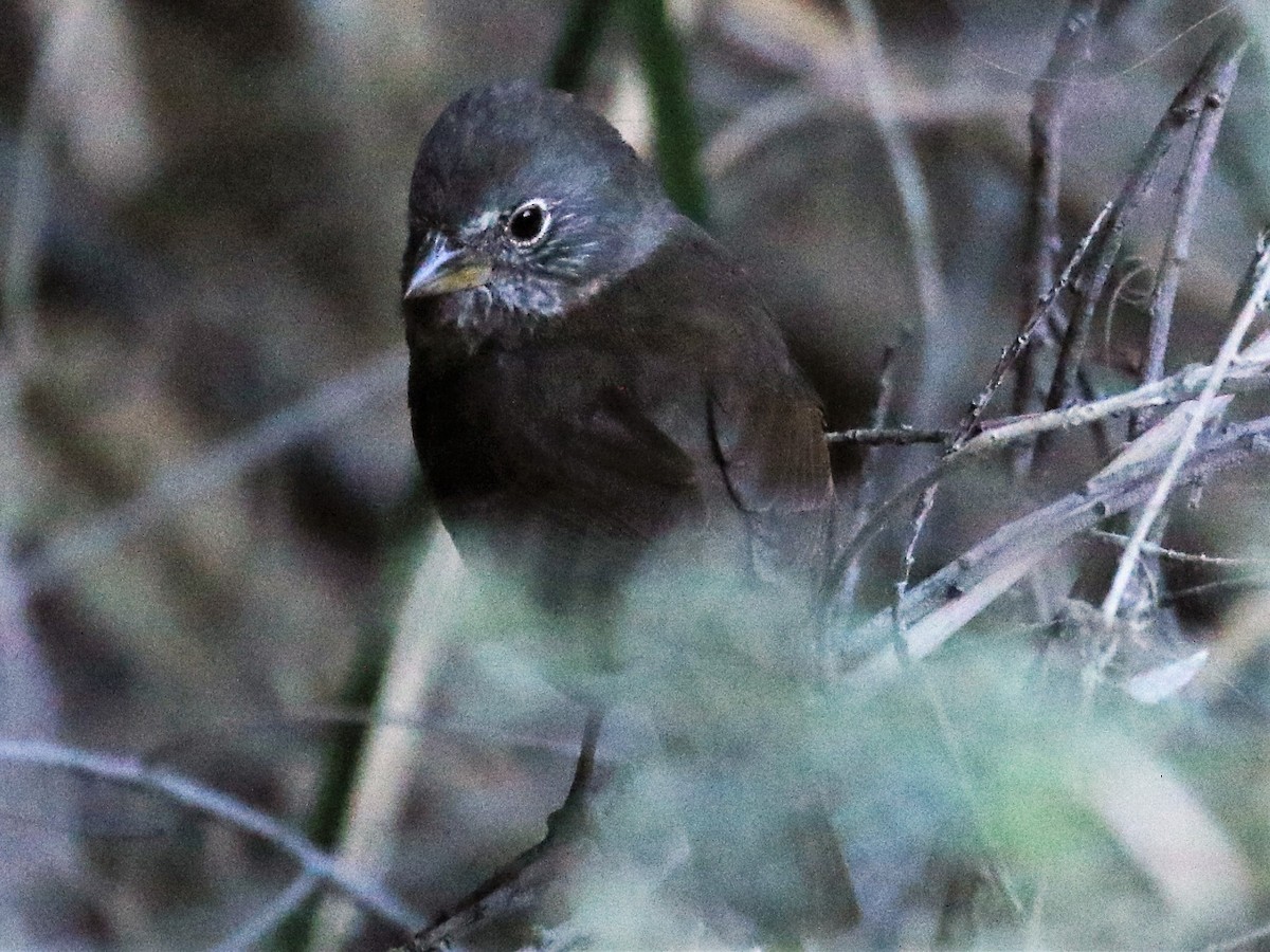 Fox Sparrow (Sooty) - ML105584331