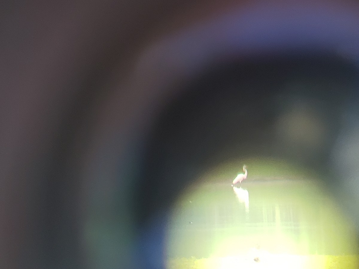 Great Egret - ML105584341