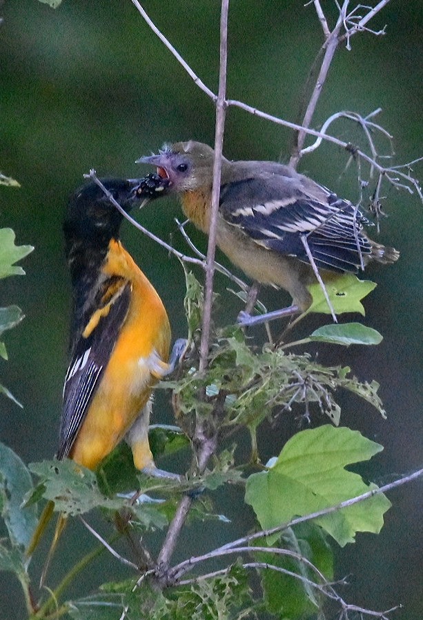 Baltimore Oriole - ML105584641