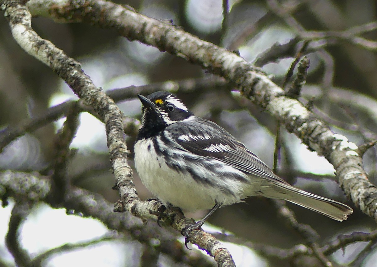 Black-throated Gray Warbler - Don Kimball