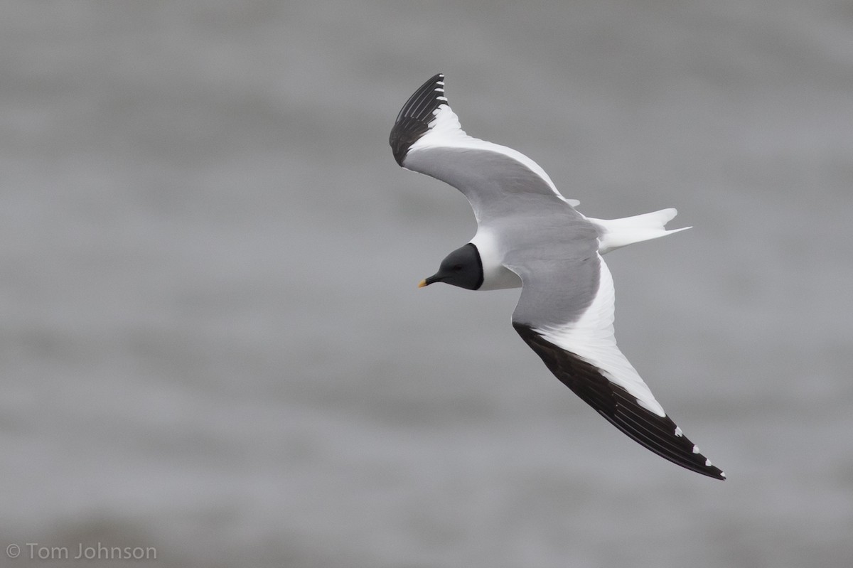 Sabine's Gull - Tom Johnson