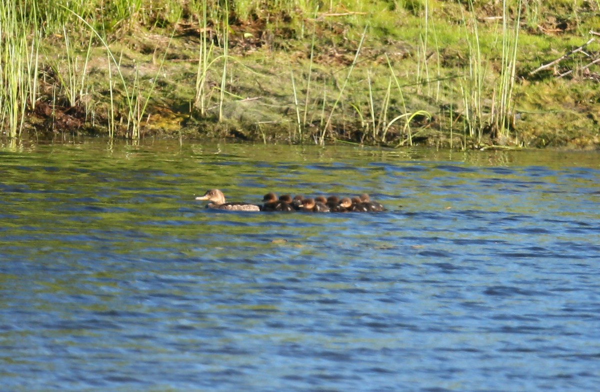 Hooded Merganser - ML105585581