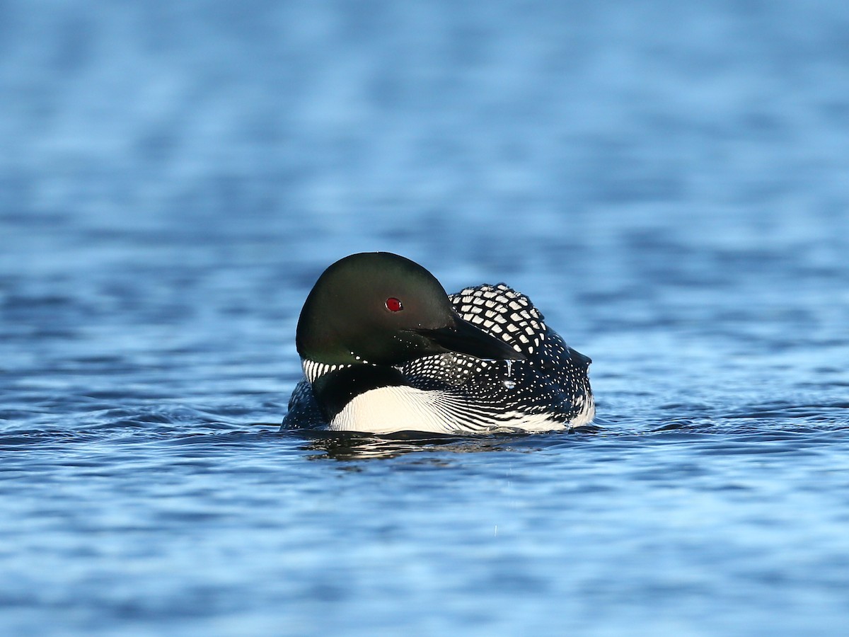 Common Loon - ML105585611