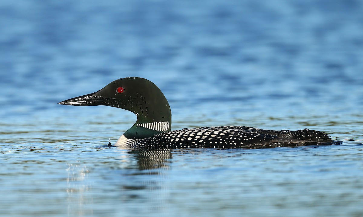 Common Loon - ML105585621