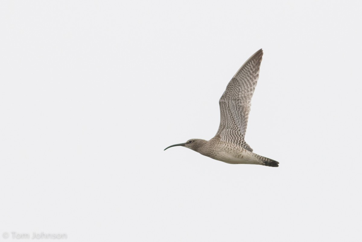 Courlis corlieu (variegatus/rogachevae) - ML105585861